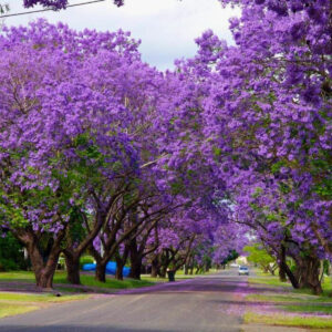 Paulownia puszysta Tomentosa w kompozycji z innymi roślinami otaczające drogę