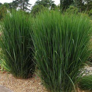 Proso rózgowate Northwind (Panicum virgatum) w kompozycji z innymi trawami ozdobnymi i kwiatami.