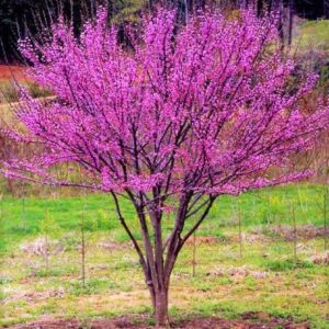 Judaszowiec kanadyjski w ogrodzie japońskim, otoczony kamieniami i innymi roślinami ozdobnymi.