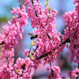 Zbliżenie różowych kwiatów Judaszowca kanadyjskiego, wyrastających bezpośrednio z gałęzi.