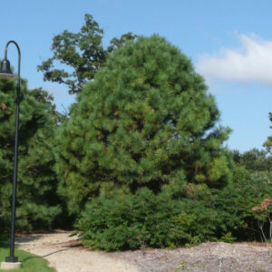 Sosna żółta w krajobrazie naturalnym – wysokie drzewo w pełnym słońcu