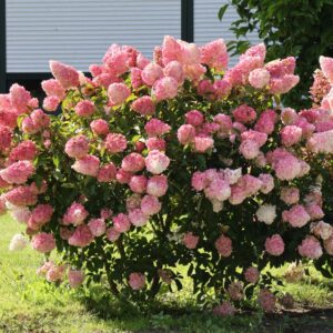 Kwitnący żywopłot z Hortensji 'Vanille Fraise' w ogrodzie, tworzący naturalną, kolorową ścianę.