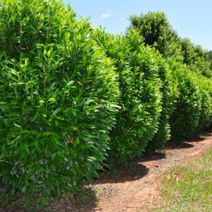 Laurowiśnia wschodnia NOVITA w kompozycji z innymi roślinami ogrodowymi