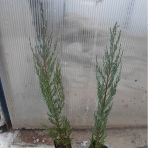 Sadzonki jałowca BLUE ARROW przygotowane do posadzenia