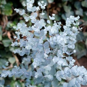 Srebrzyste liście eukaliptus gunnii mrozoodporny do -20°C