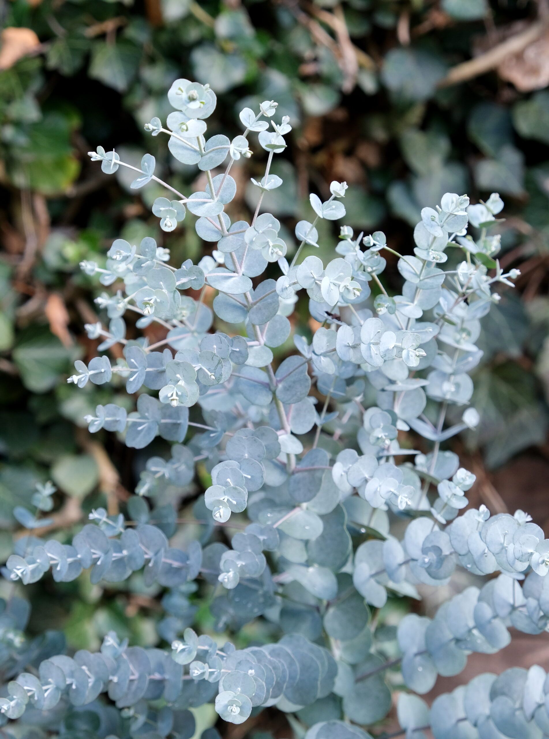 Eucalyptus-gunnii-zbliżenie Srebrzyste liście eukaliptus gunnii mrozoodporny do -20°C