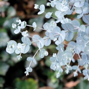 Srebrne liście – mrozoodporny do -20°C