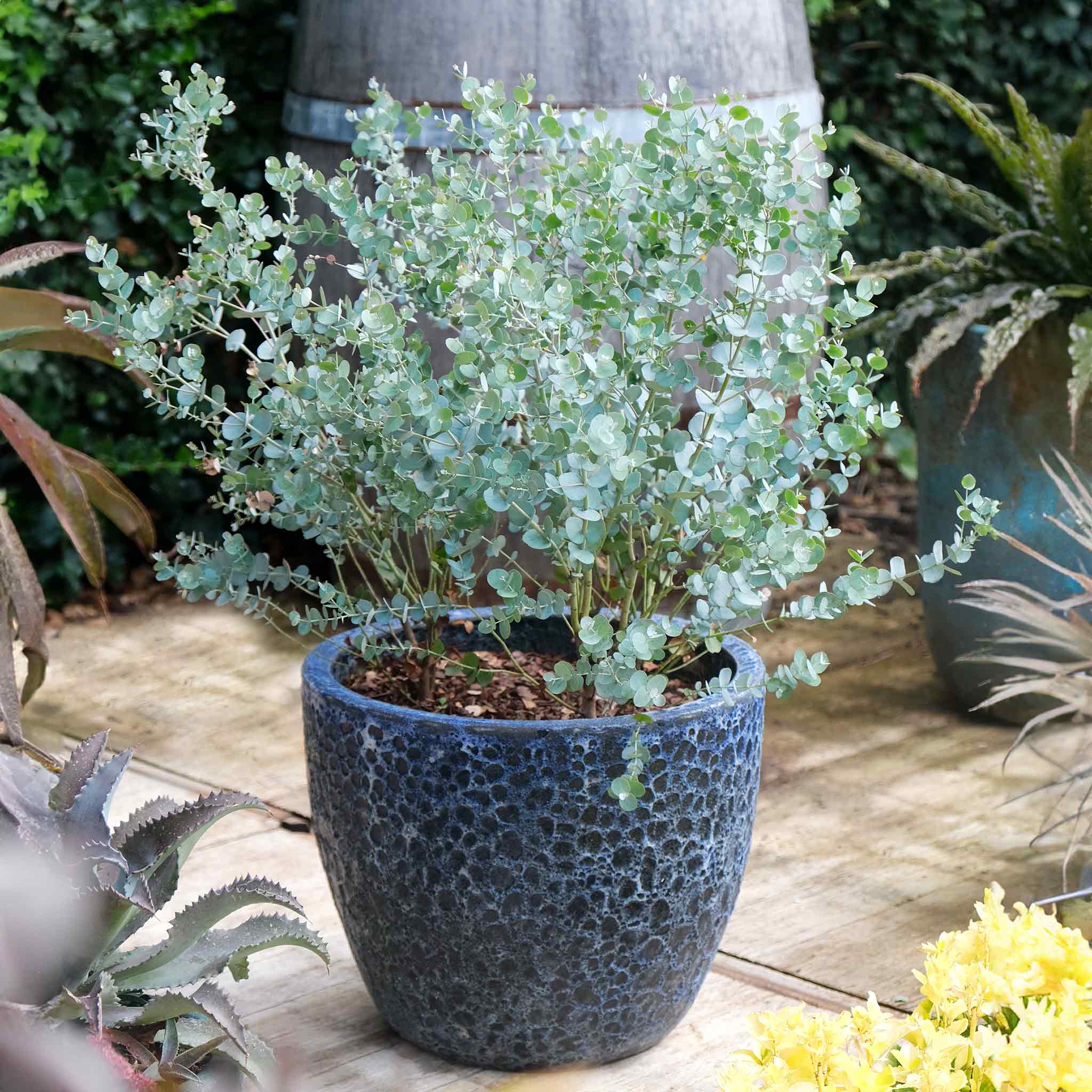 Eucalyptus Eukaliptus gunnii mrozoodporny do -20°C w donicy tarasowej