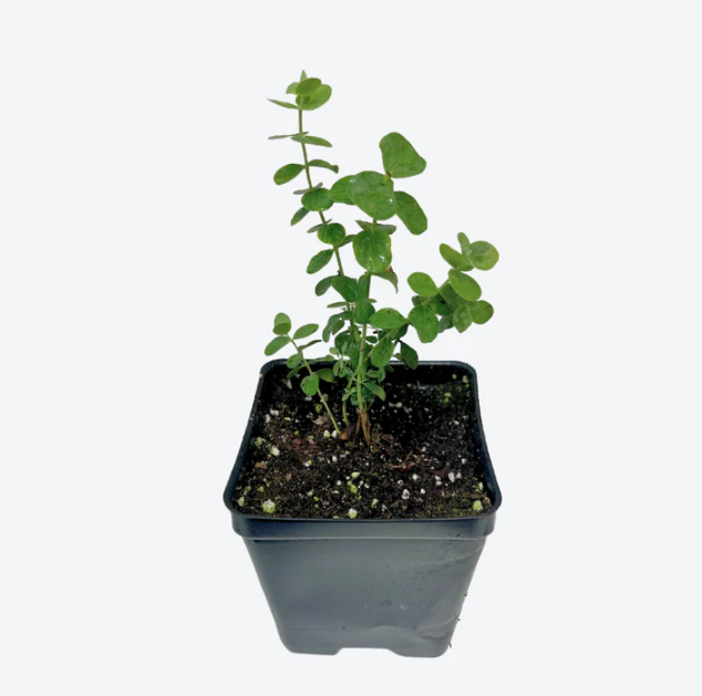 Bez tytułu Sadzonka eukaliptusa gunnii mrozoodpornego do -20°C