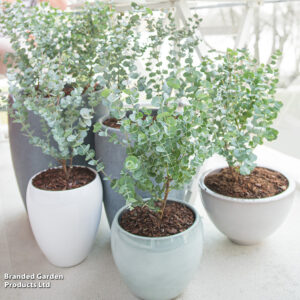 Eukaliptus gunnii mrozoodporny do -20°C w donicy tarasowej