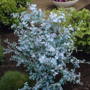 Srebrzyste liście eukaliptusa gunnii mrozoodpornego do -20°C