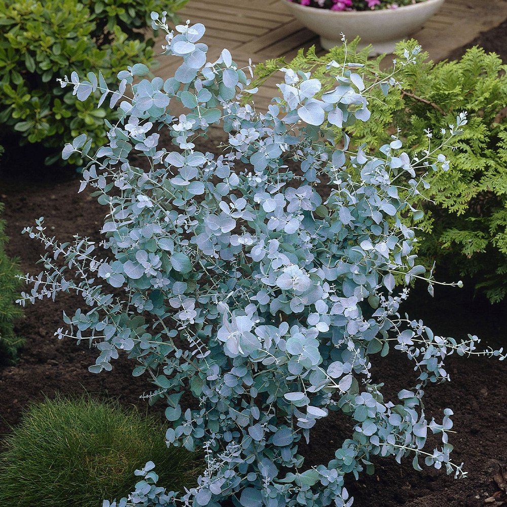 Eucalyptus-gunnii Srebrzyste liście eukaliptusa gunnii mrozoodpornego do -20°C