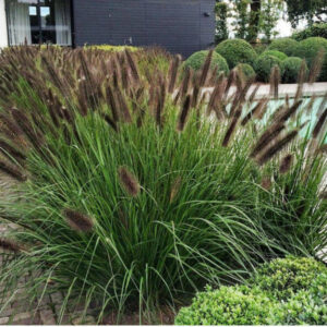 pennisetum red head dekoracyjna trawa ozdobna