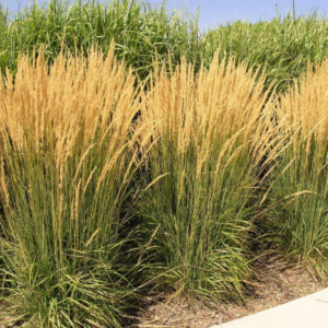 Żywopłot trzcinnik karl foerster