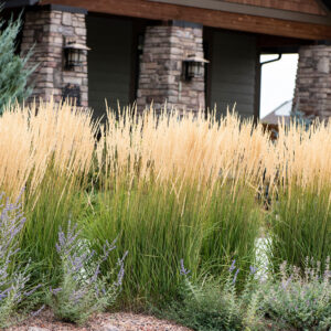 trawa karl foerster rabata