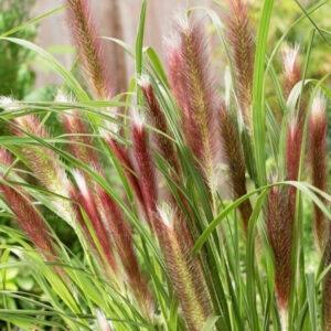 pennisetum alopecuroides red head czerwone kwiatostany
