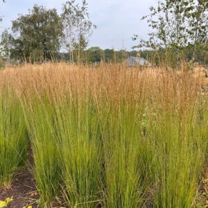 calamagrostis karl foerster w ogrodzie