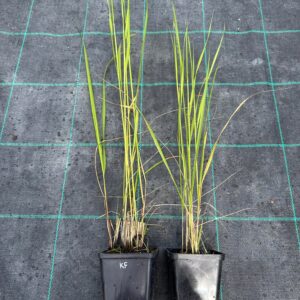 sadzonka trawa ozdobna karl foerster