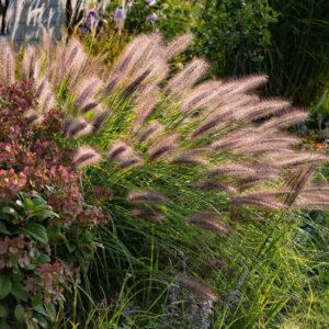 rozplenica japońska red head kwitnąca latem