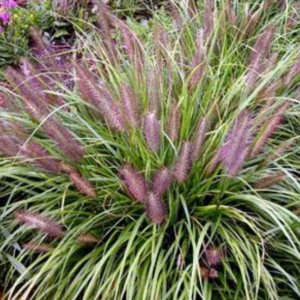 trawa ozdobna red head w rabacie ogrodowej