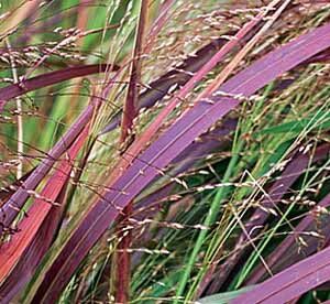 Zbliżenie na liście proso rózgowate Squaw