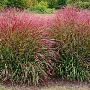 dekoracyjna trawa proso rózgowate Squaw