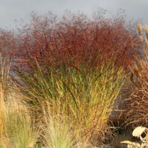 proso Squaw czerwone liście trawa ozdobna