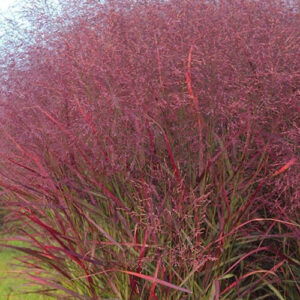 liście proso rózgowate Squaw trawa ozdobna