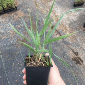 proso rózgowate Squaw sadzonka p9