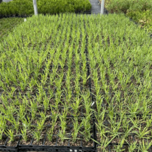 proso rózgowate Squaw sadzonki w P9