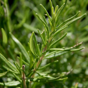 Rozmaryn lekarski Rosmarinus officinalis – listki